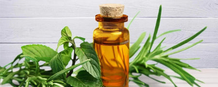 Upptäck fördelarna med tea tree oil för hårets hälsa